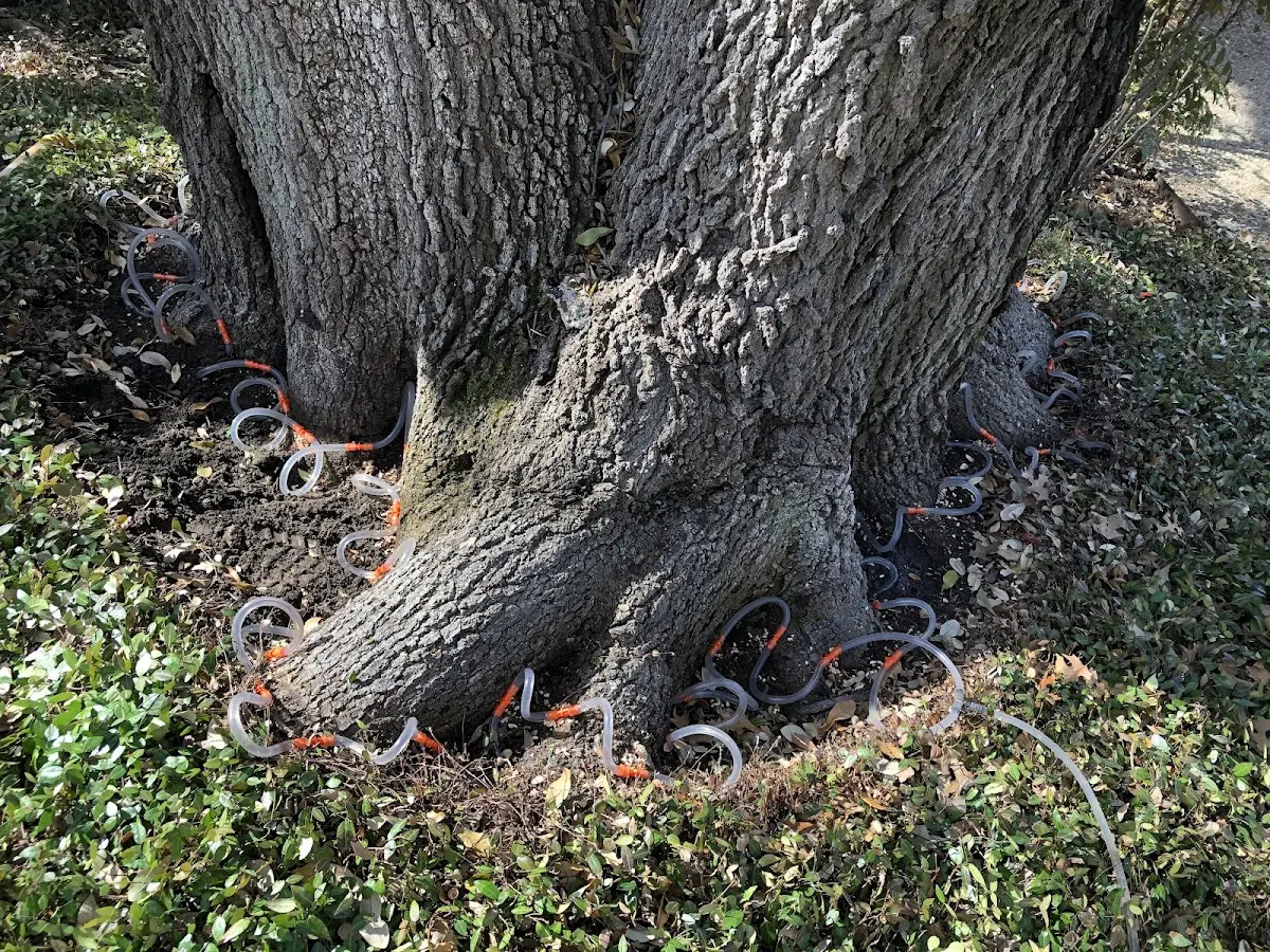 Detailed Tree Cabling and Bracing job site in Torrey