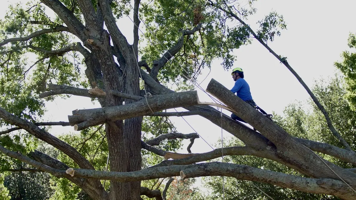 Professional Crown Thinning performed by certified arborists in Torrey