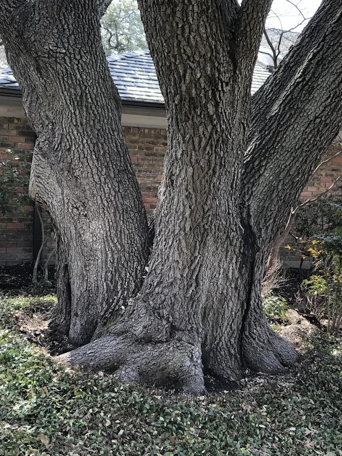 Mature heritage tree close to a Torrey property cared for by certified arborists